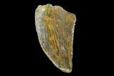 Serrated, Raptor Tooth - Real Dinosaur Tooth #90014-1